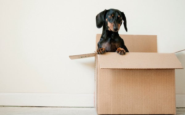 MOVING ON — melancholically — BECOMING NEW