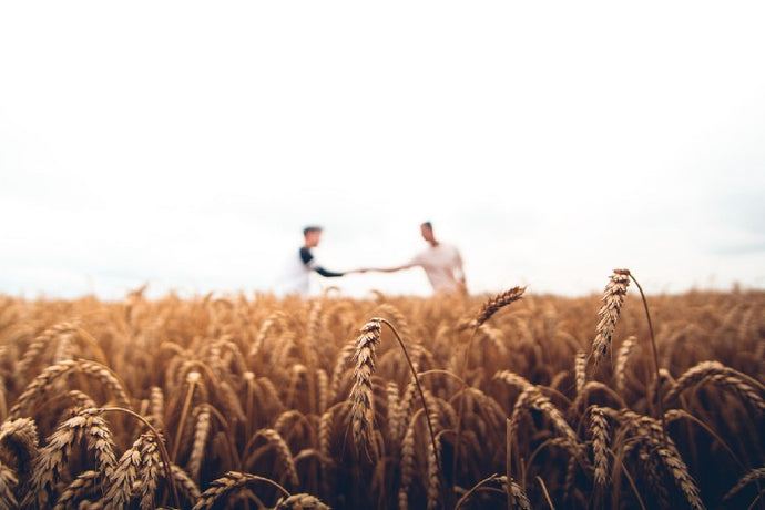Wealth vs. Harvest
