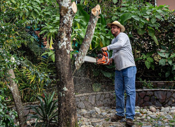 Prune Your First Fruits