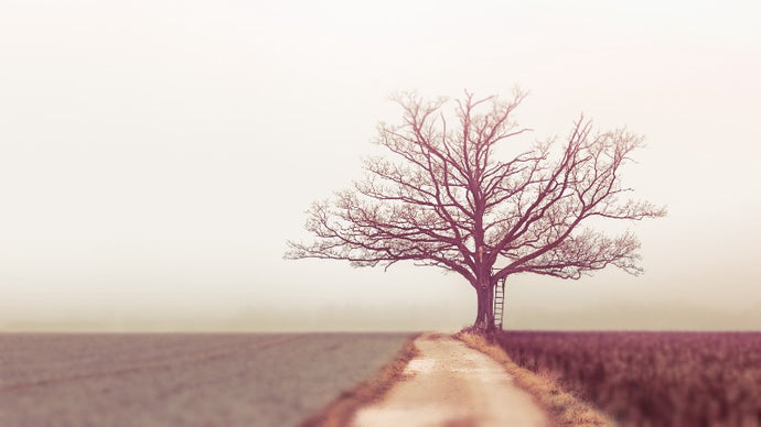 Silently in Solitude